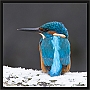 ijsvogel_MG_0467 vierkant